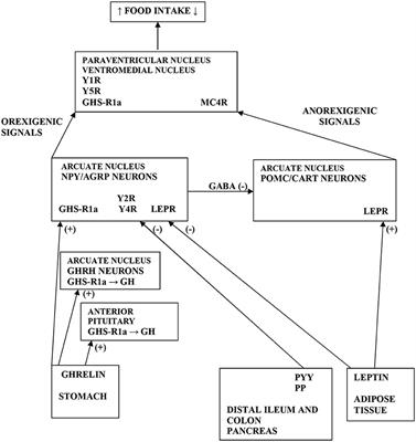 Acipimox Administration With Exercise Induces a Co-feedback Action of the GH, PP, and PYY on Ghrelin Associated With a Reduction of Peripheral Lipolysis in Bulimic and Healthy-Weight Czech Women: A Randomized Study
